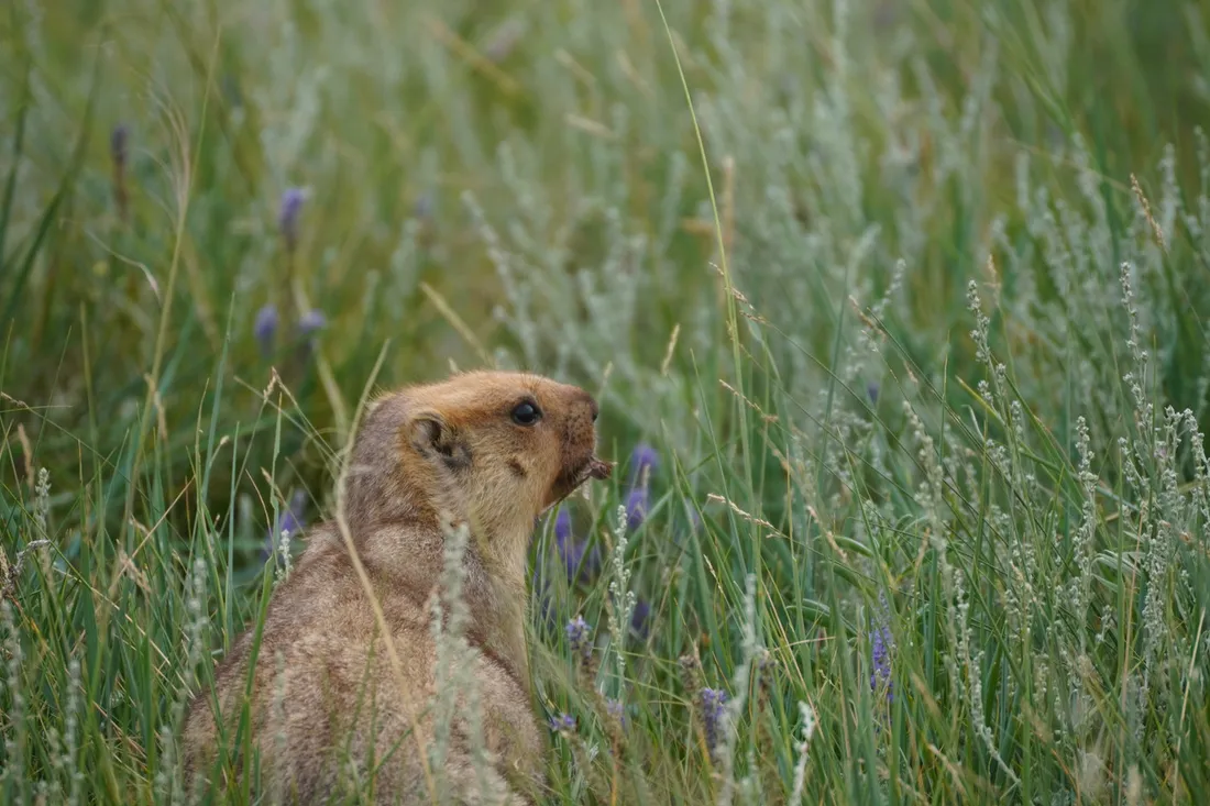 A marmot sitting up in tall flowering grass
