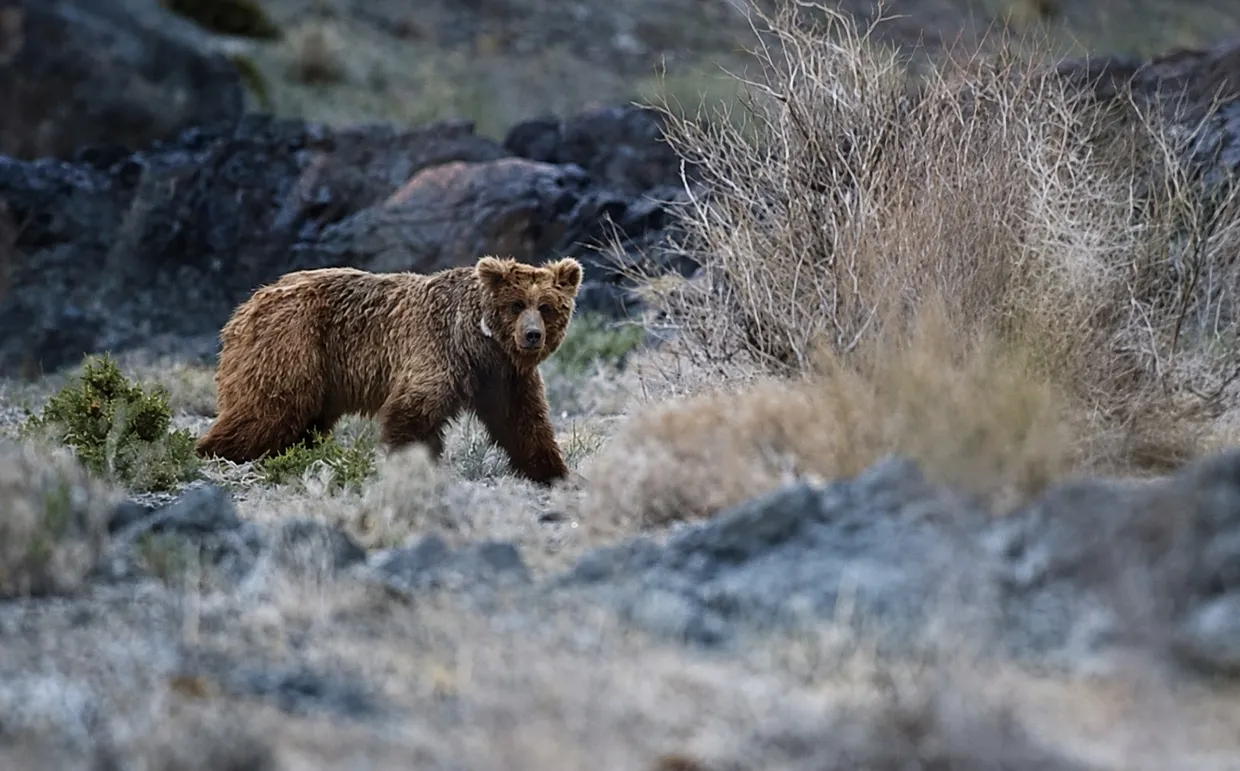 A Gobi bear walking through gravel and dry scrub