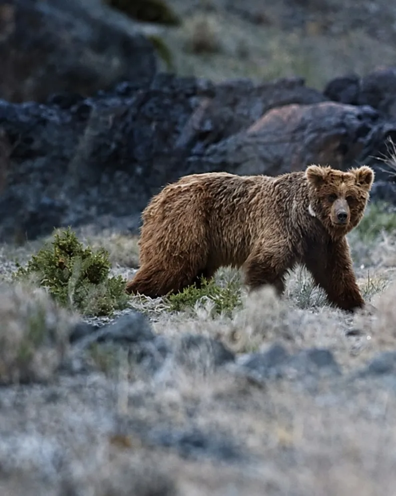 A Gobi bear walking through gravel and dry scrub