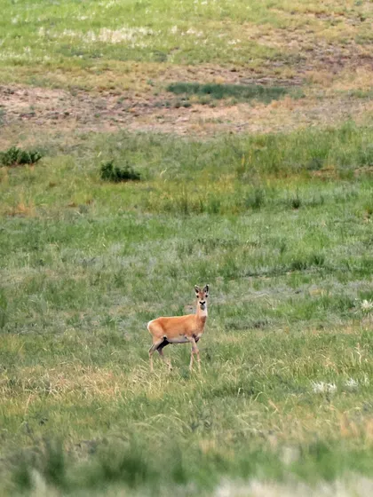 Mongolian gazelle