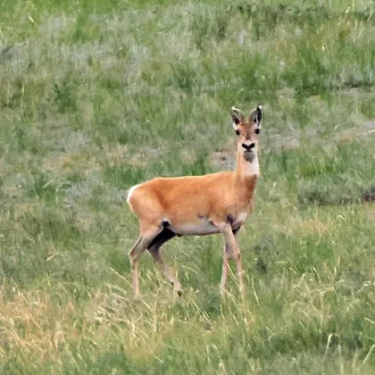 Mongolian gazelle