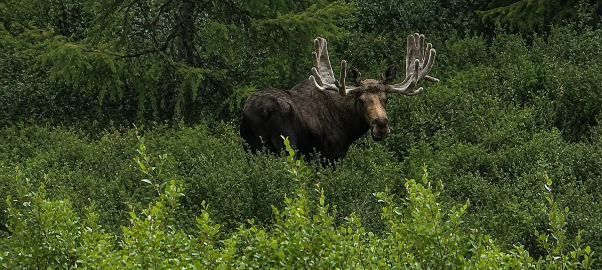 A bull moose in velvet antlers standing in willow scrub at the forest edge