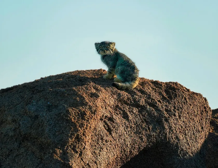 A Pallas's cat sitting on a boulder in low sunlight