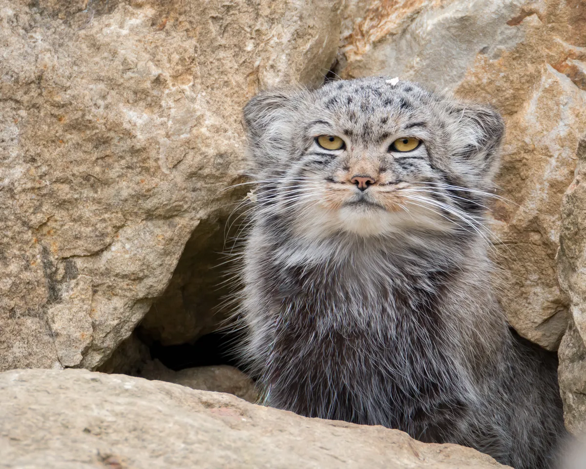 A Pallas’s cat at the entrance of its den among rocks