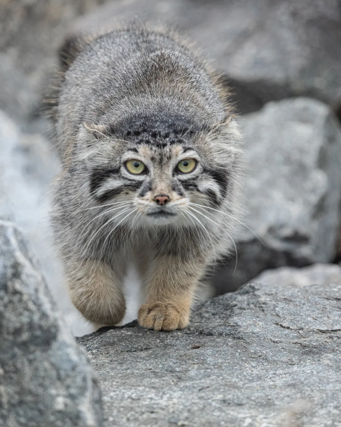 A Pallas’s cat sitting on a boulder in low sun