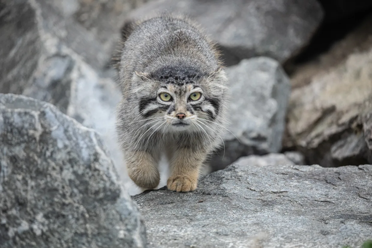 A Pallas’s cat sitting on a boulder in low sun