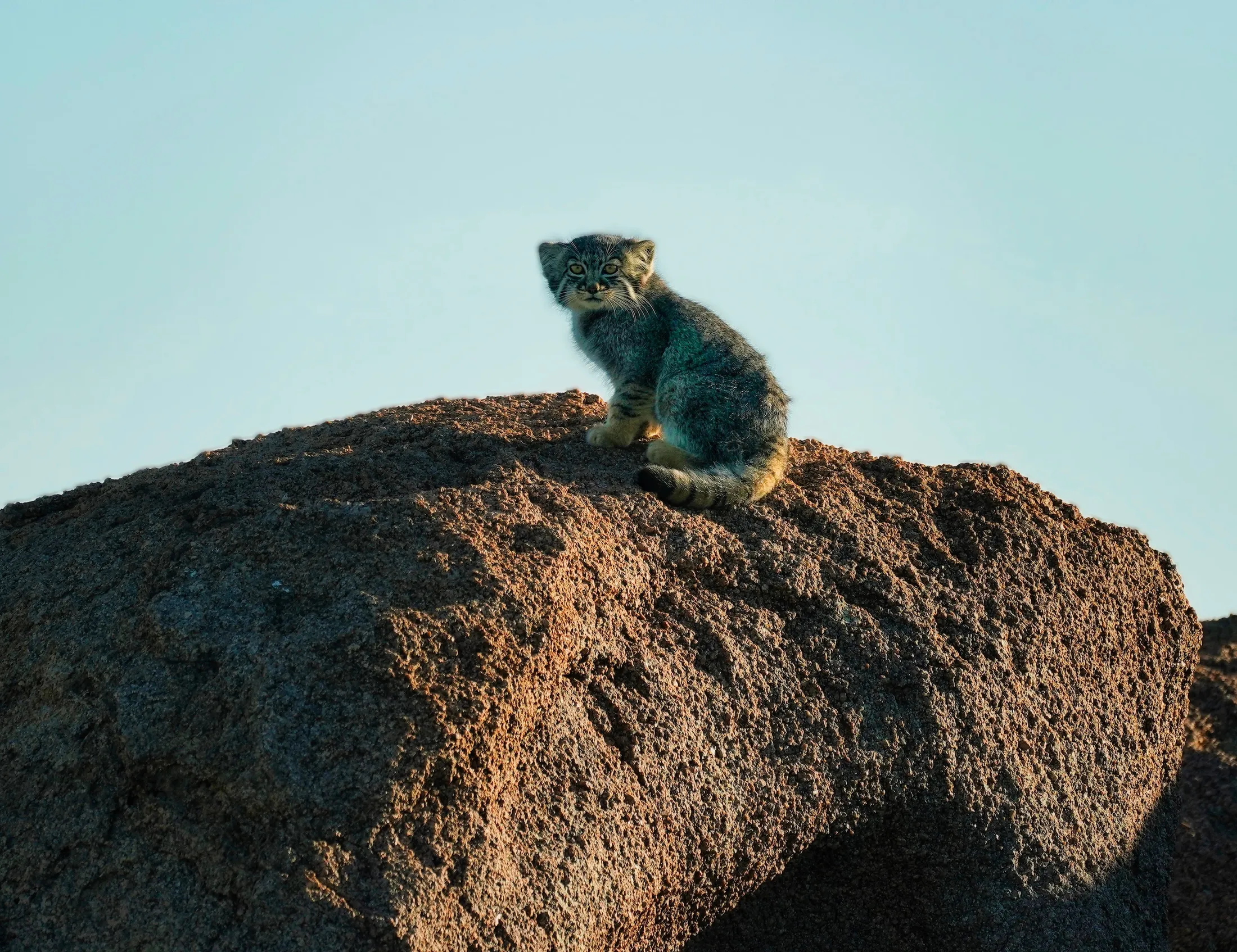 A Pallas’s cat sitting on a boulder in low sun