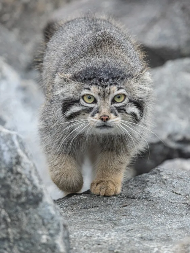 Pallas's cat