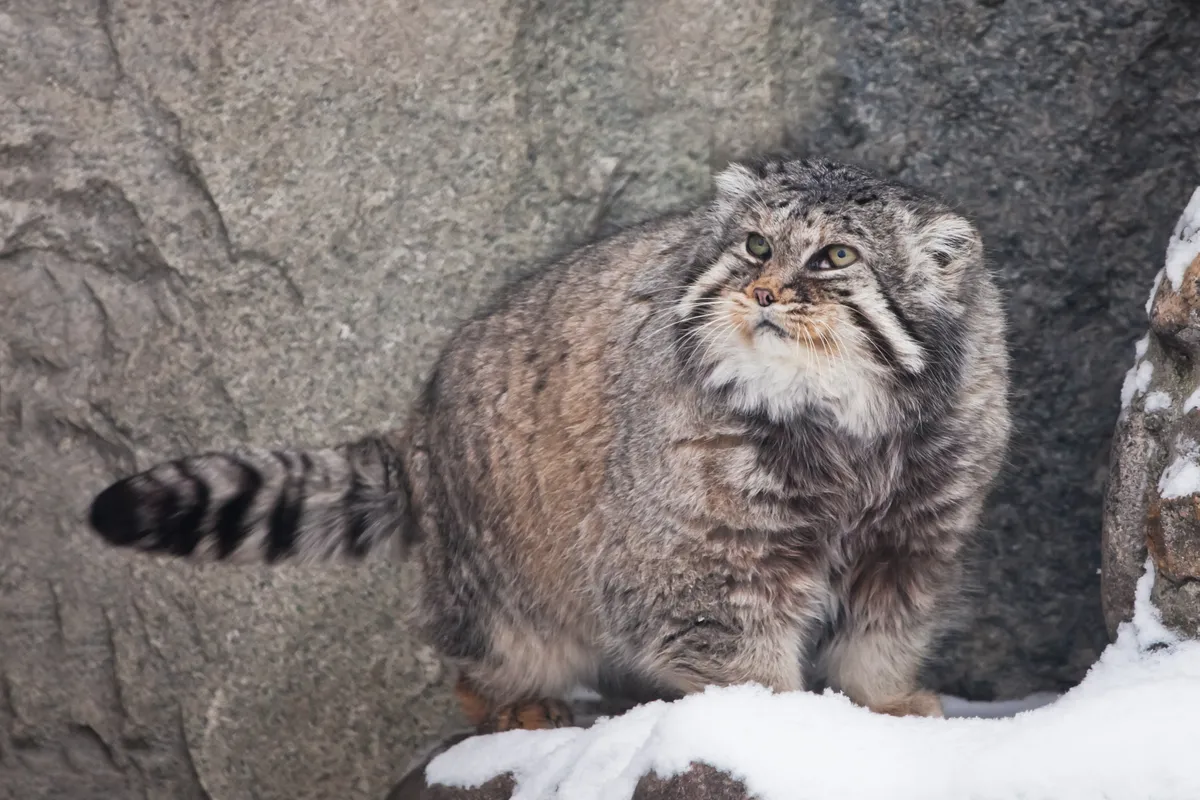 A Pallas’s cat against a snow-dusted rock face