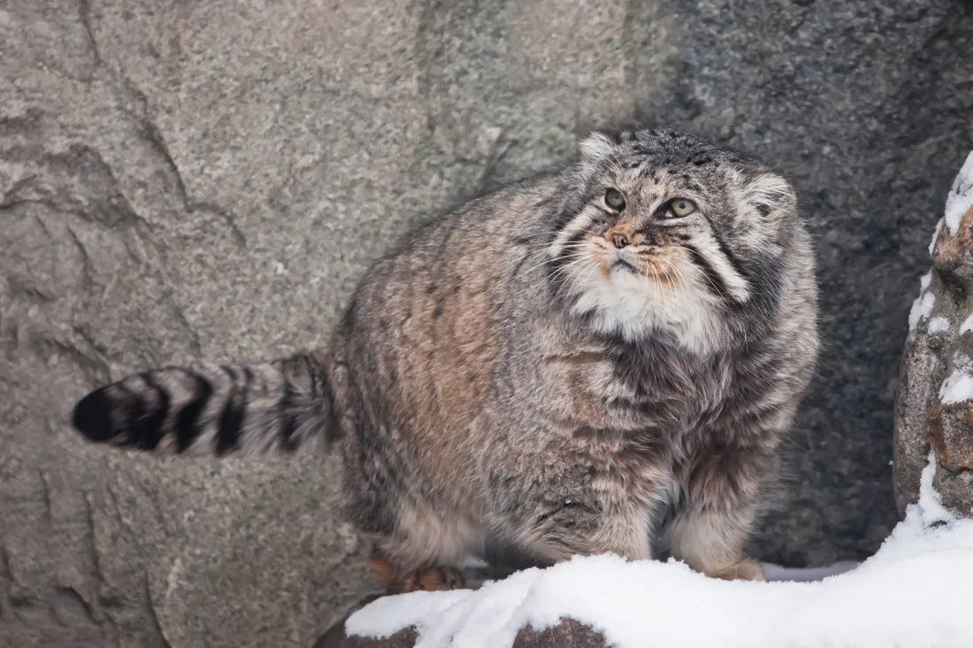 A Pallas’s cat against a snow-dusted rock face