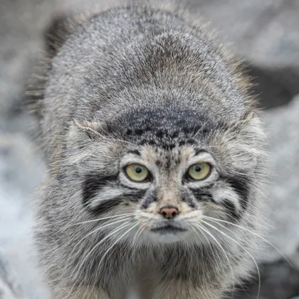 Pallas's cat