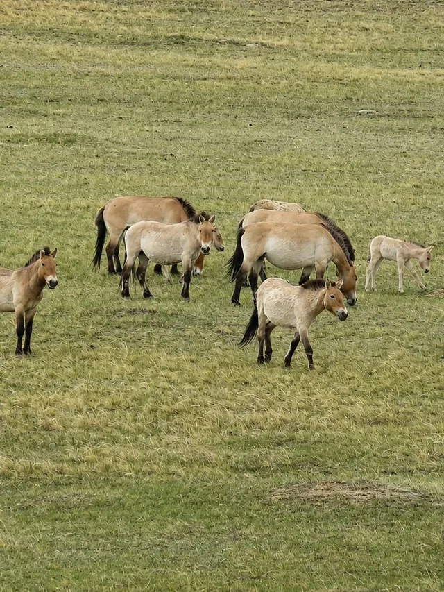 Przewalski's horse