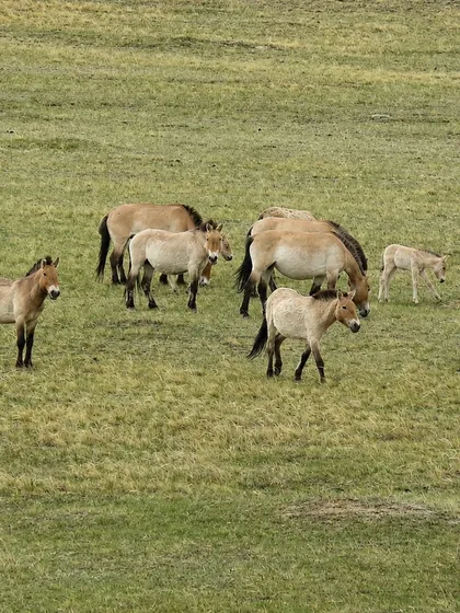 Przewalski's horse