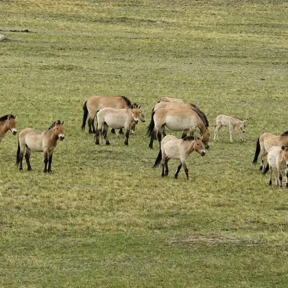 Przewalski's horse