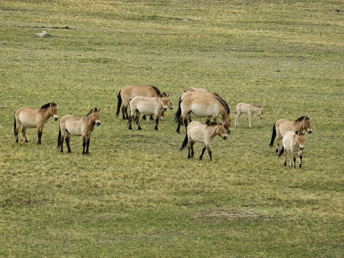 A band of Przewalski's horses on a hillside