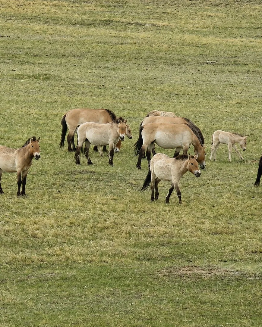 A band of Przewalski's horses scattered on a hillside