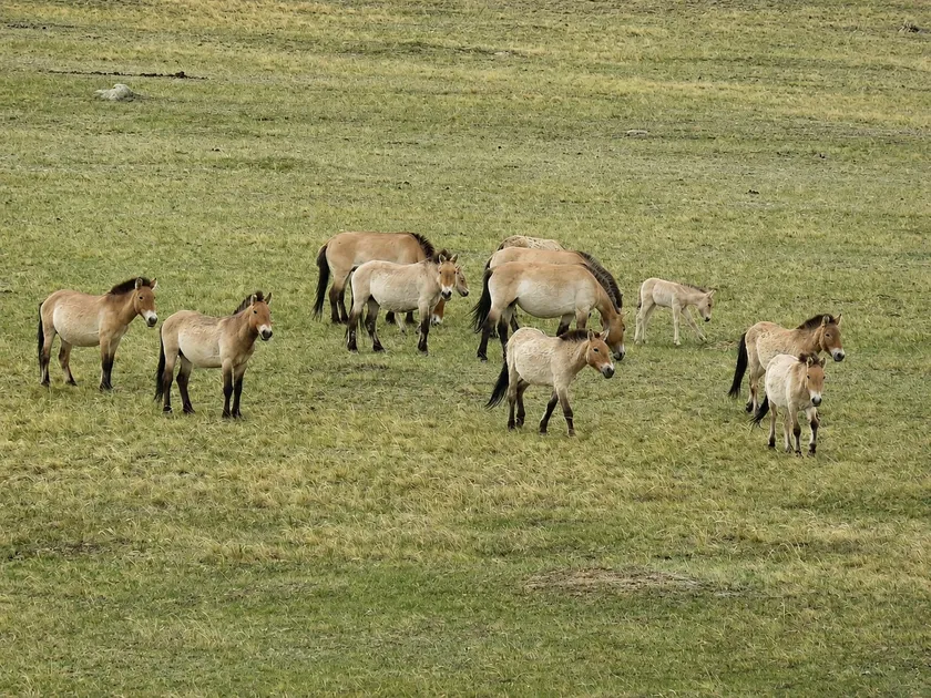A band of Przewalski's horses on a hillside