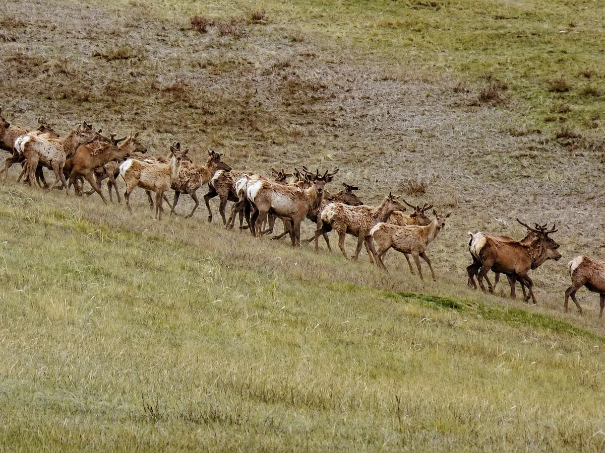 A herd of red deer crossing a grassy hillside