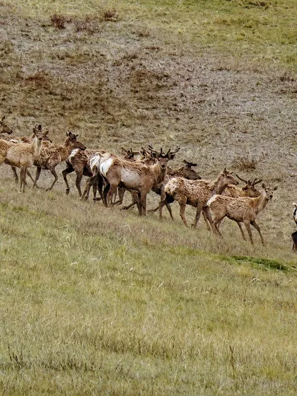 Red deer