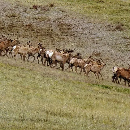 Red deer