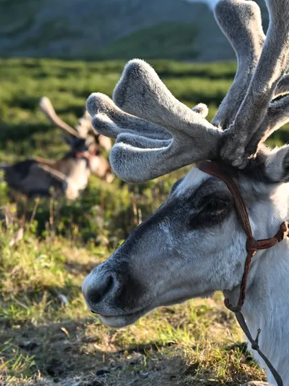 Reindeer