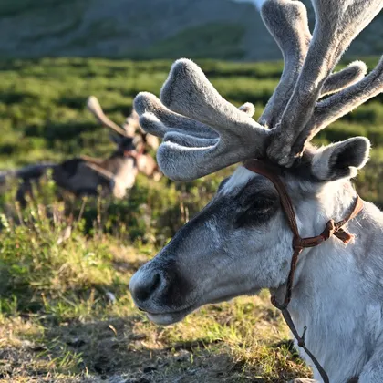 Reindeer