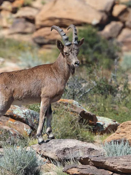 Siberian ibex