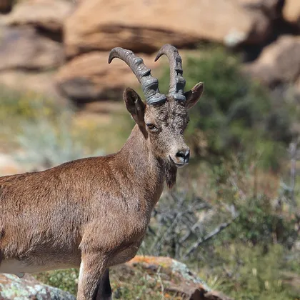 Siberian ibex