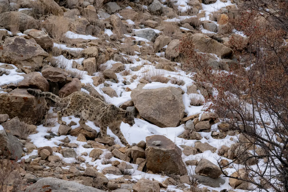 A snow leopard crossing a boulder slope patched with snow