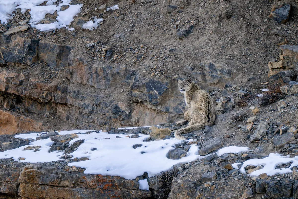 Two snow leopards resting together on a rock ledge