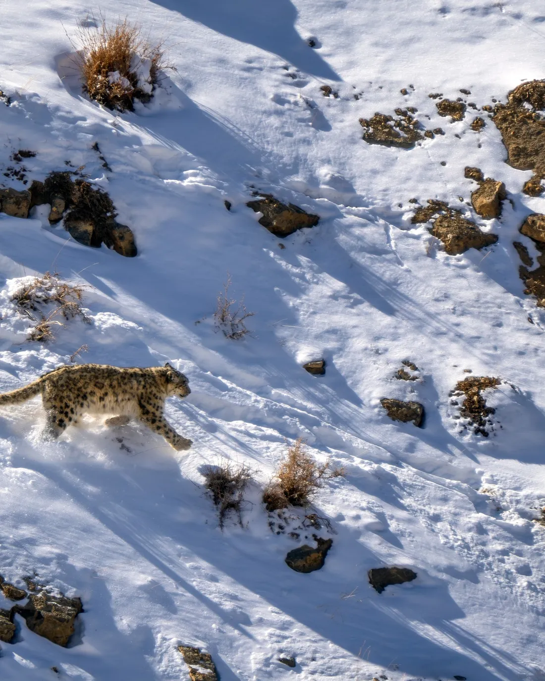 A snow leopard crossing a steep snow slope
