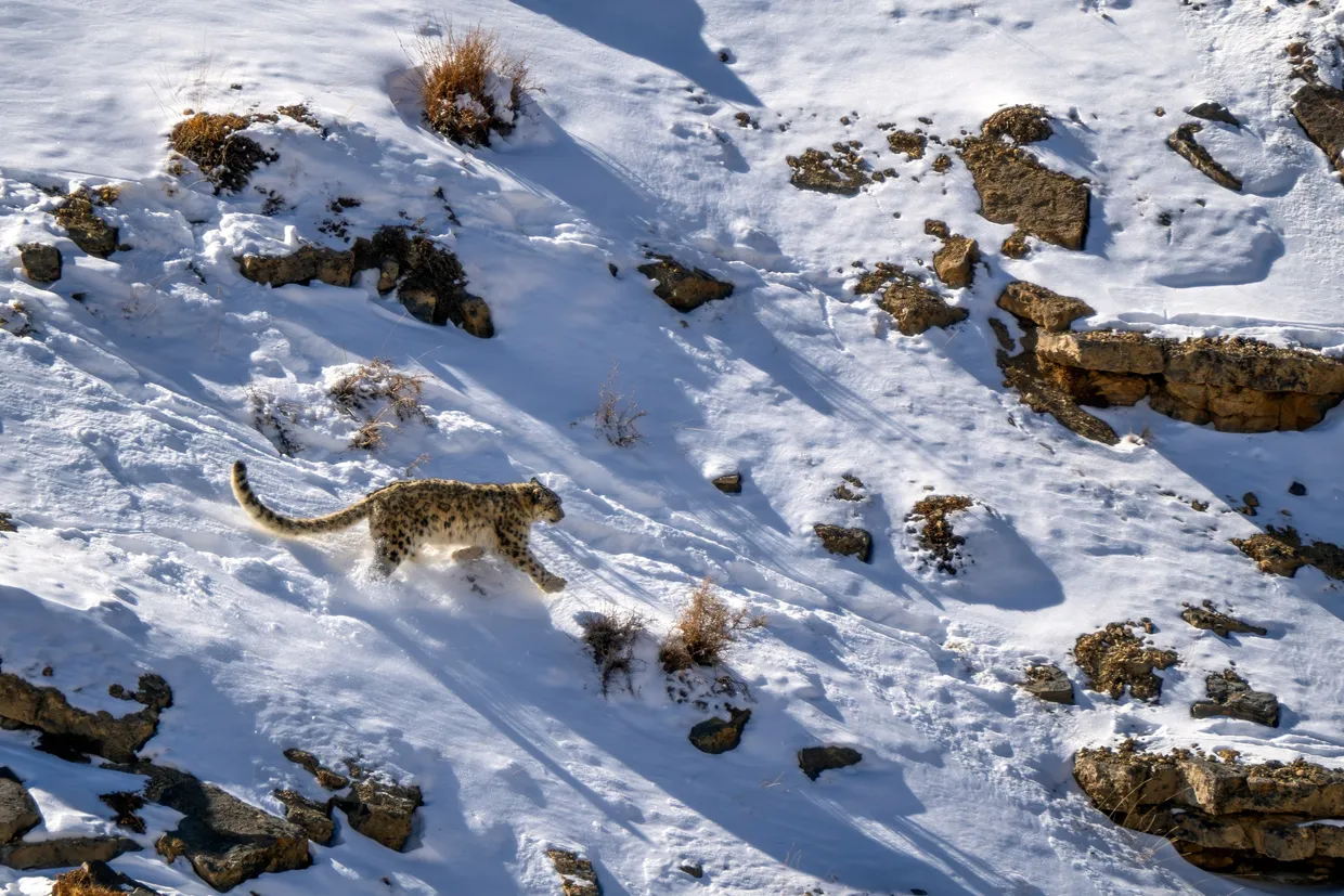 A snow leopard crossing a steep snow slope