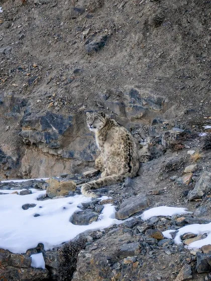 Snow leopard