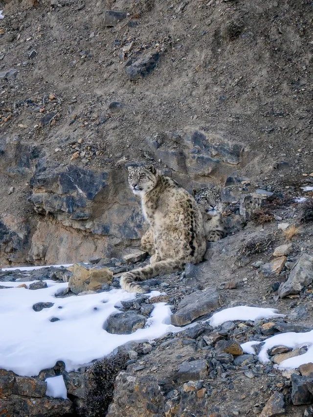 Snow leopard