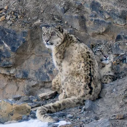 Snow leopard