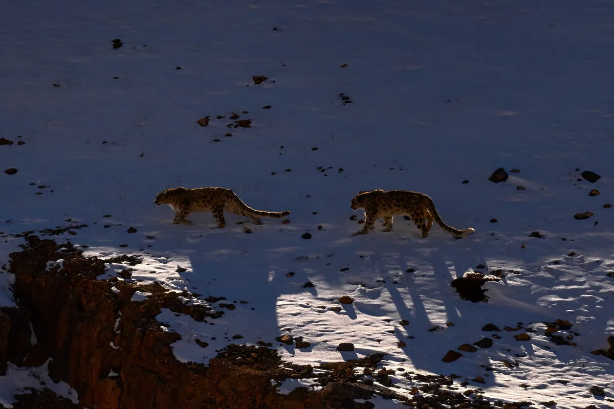 Two snow leopards crossing a snow slope in low light