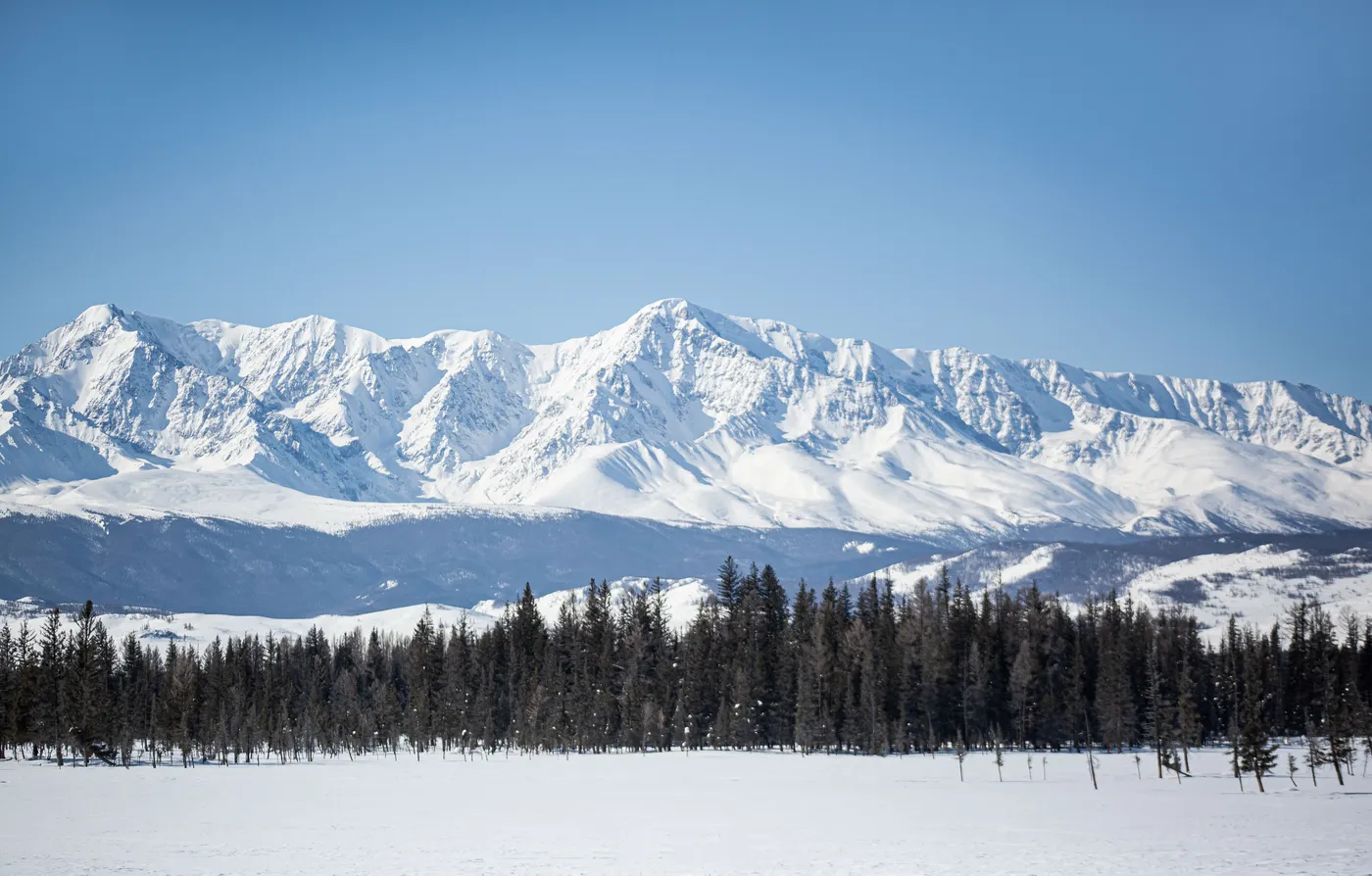A snow-covered mountain range above a larch forest