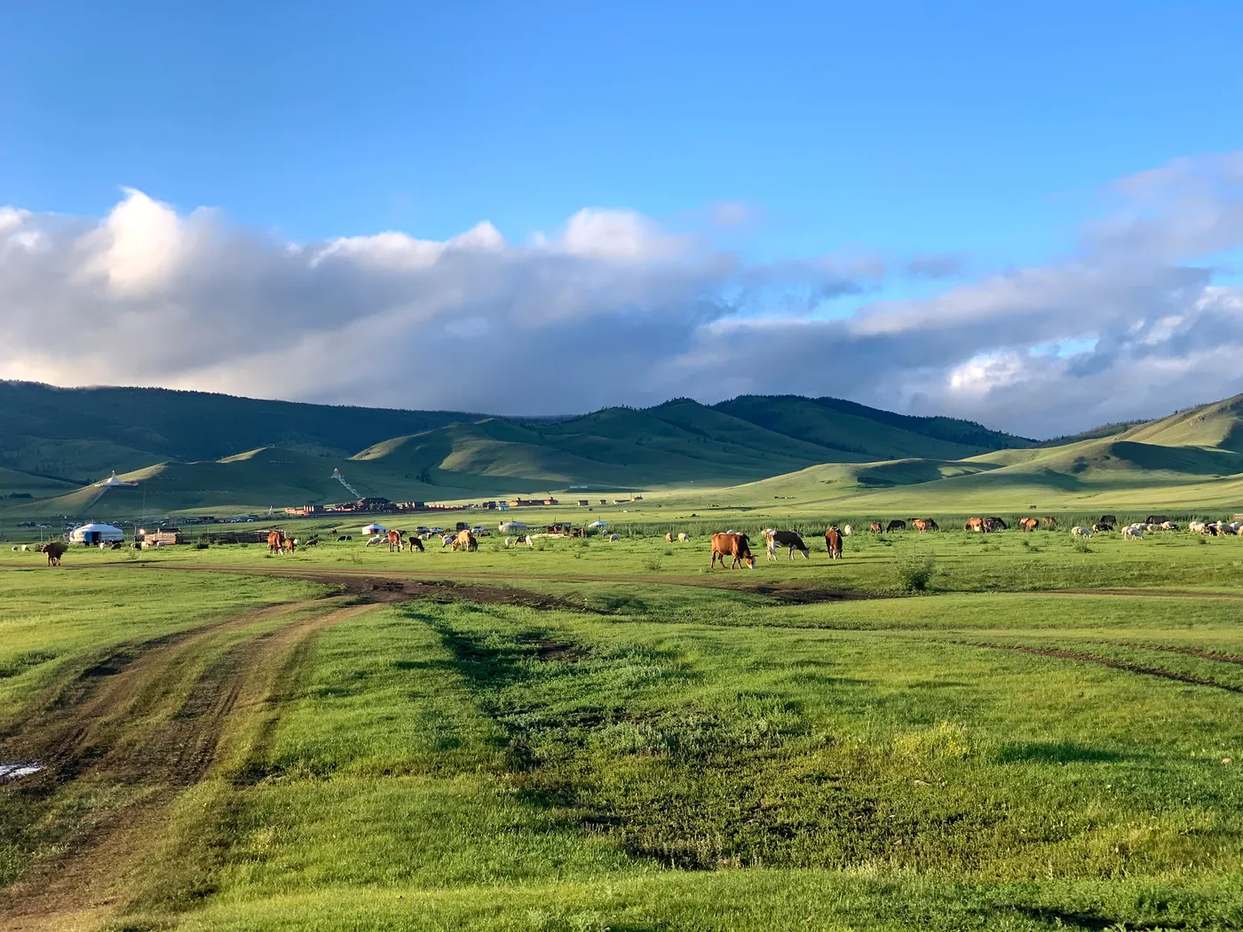 Herds and gers on green summer steppe below wooded hills