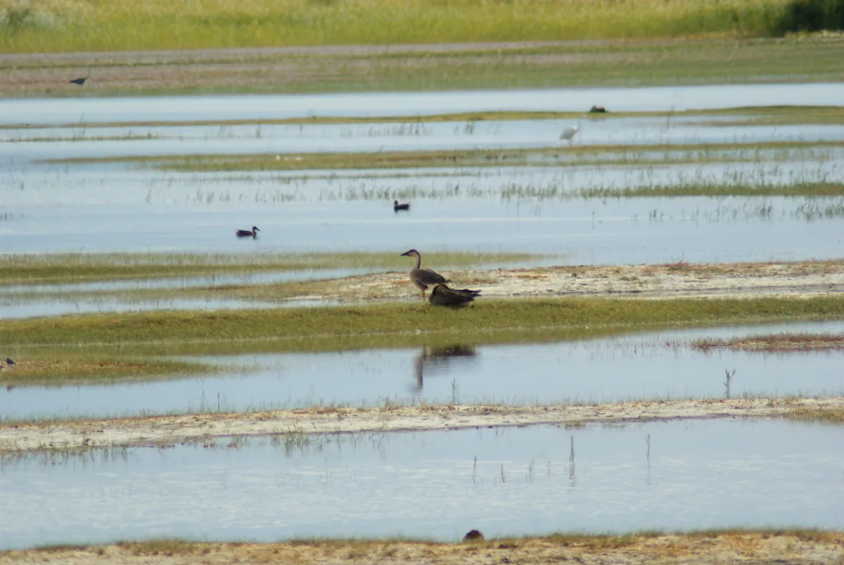 A swan goose on the shallow flats of a steppe lake