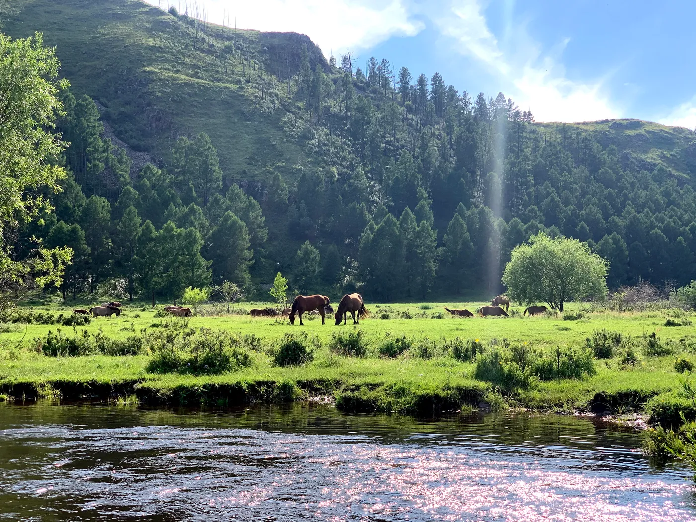 A river running through forest with horses grazing