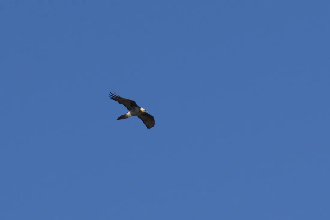 A bearded vulture gliding against a deep blue sky