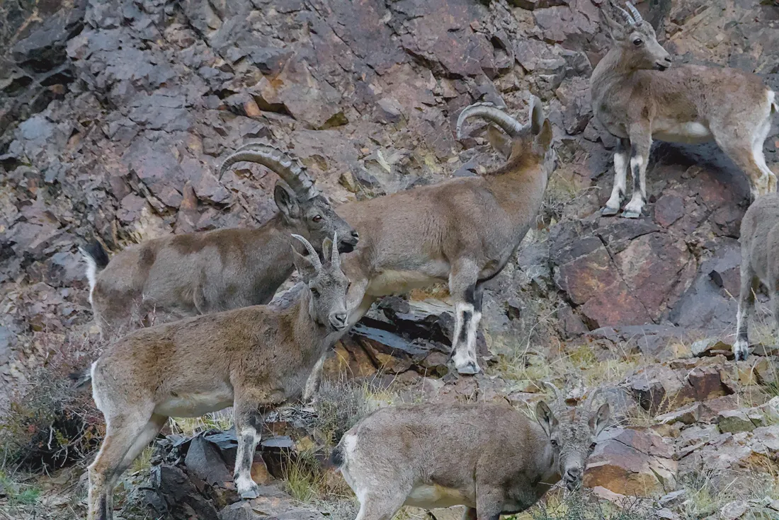A group of Siberian ibex, two large-horned males among them, on a rocky slope