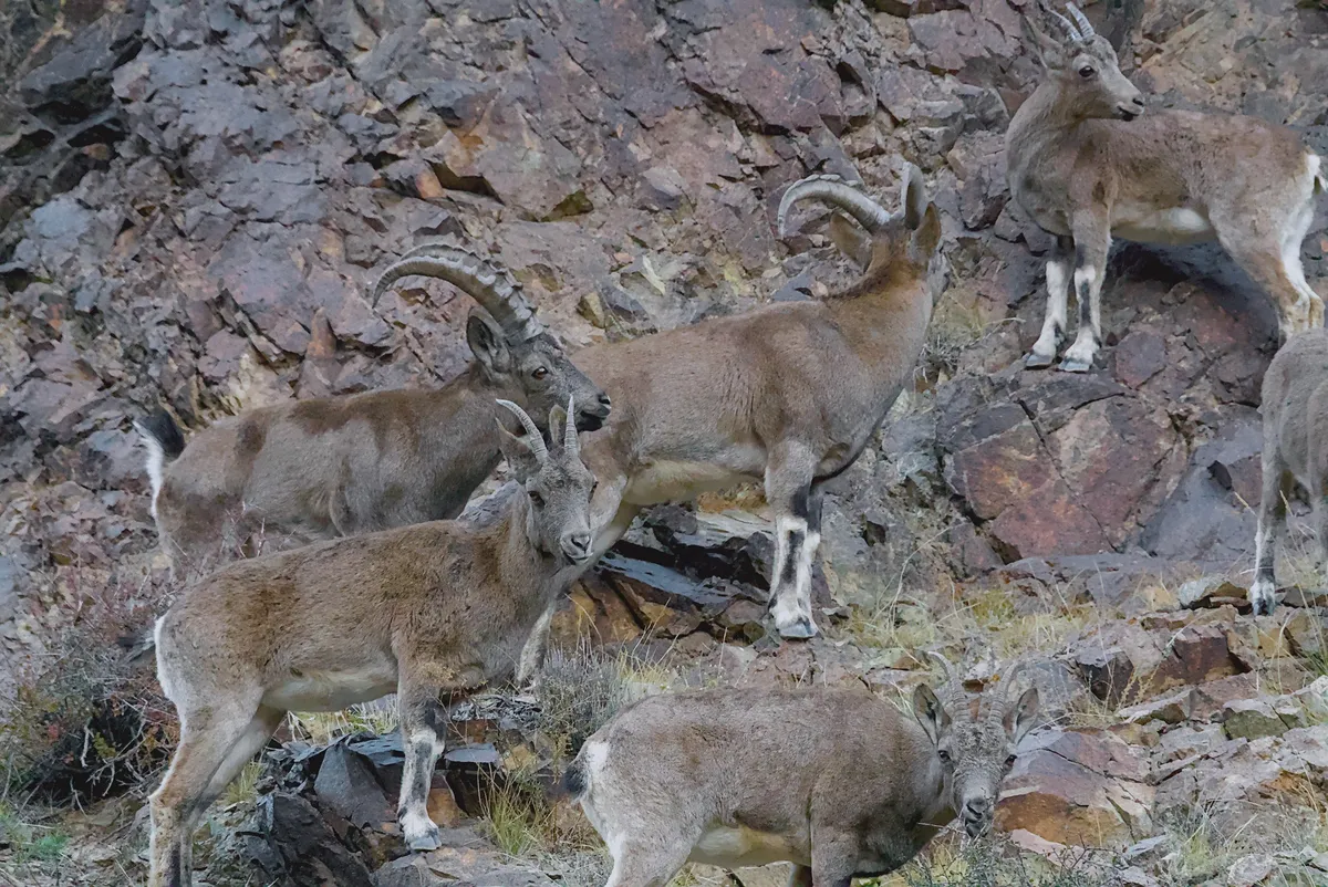 A group of Siberian ibex, two large-horned males among them, on a rocky slope