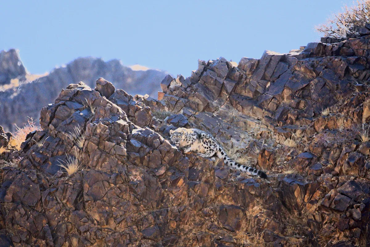 A snow leopard moving across a rocky ridge in the Tost Mountains