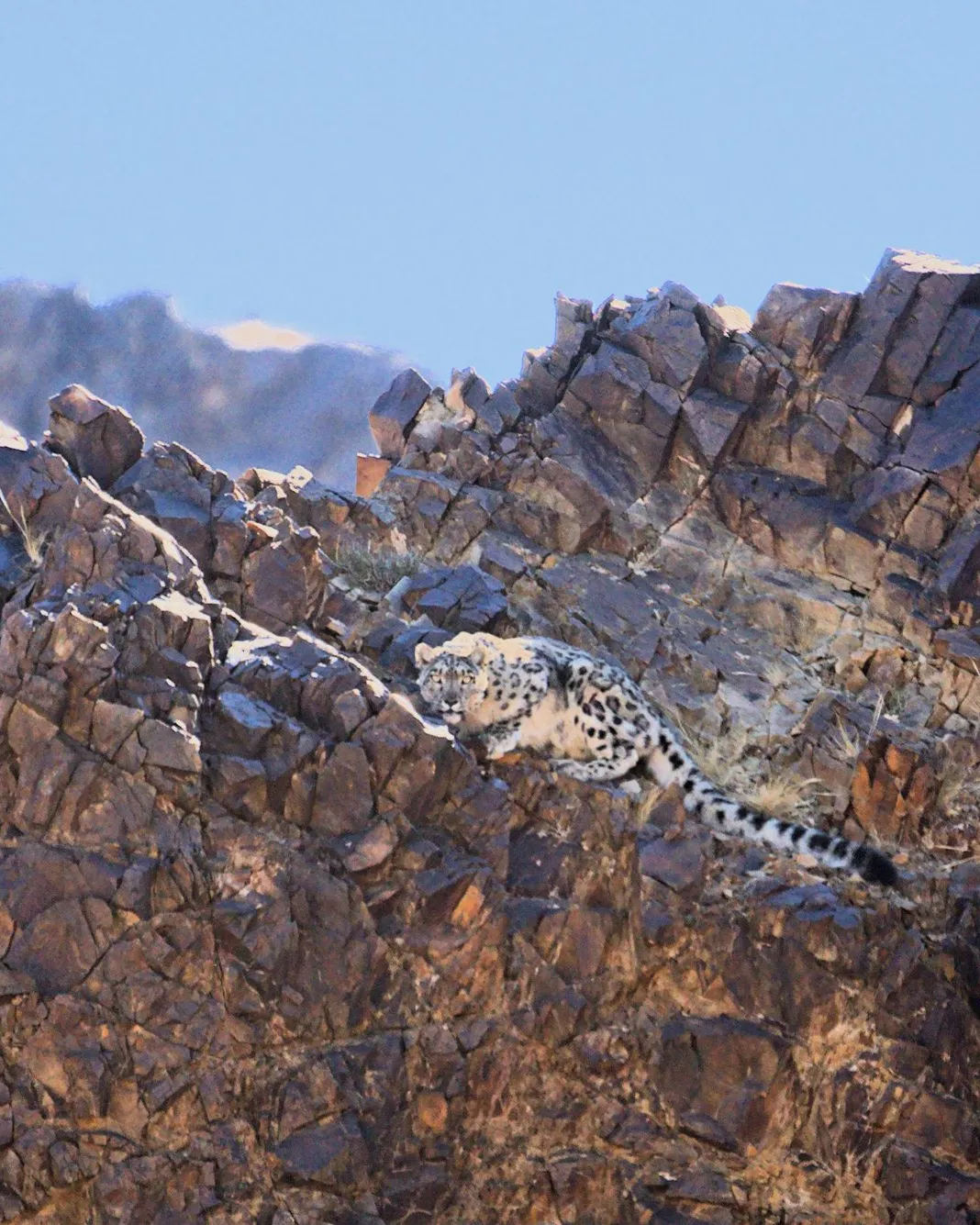 A snow leopard watching from a rocky ridge in the Tost Mountains