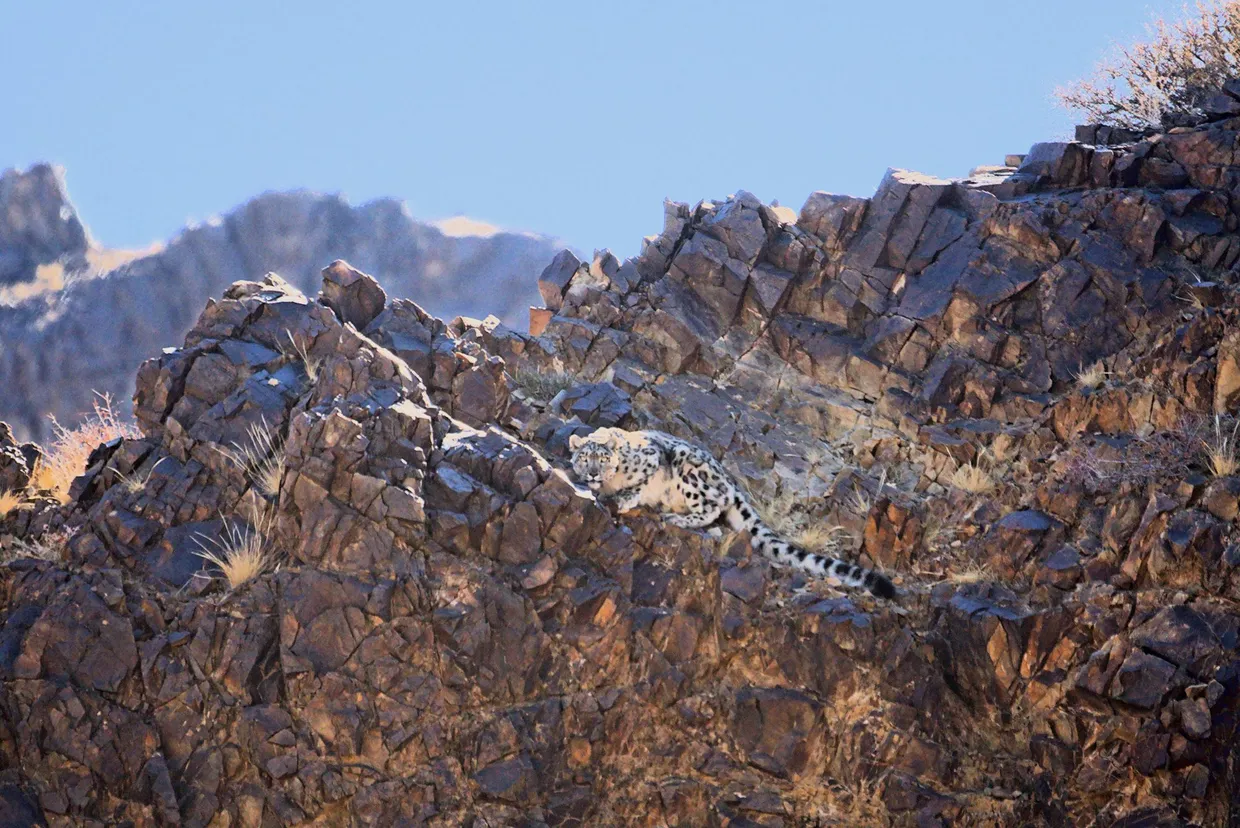 A snow leopard watching from a rocky ridge in the Tost Mountains