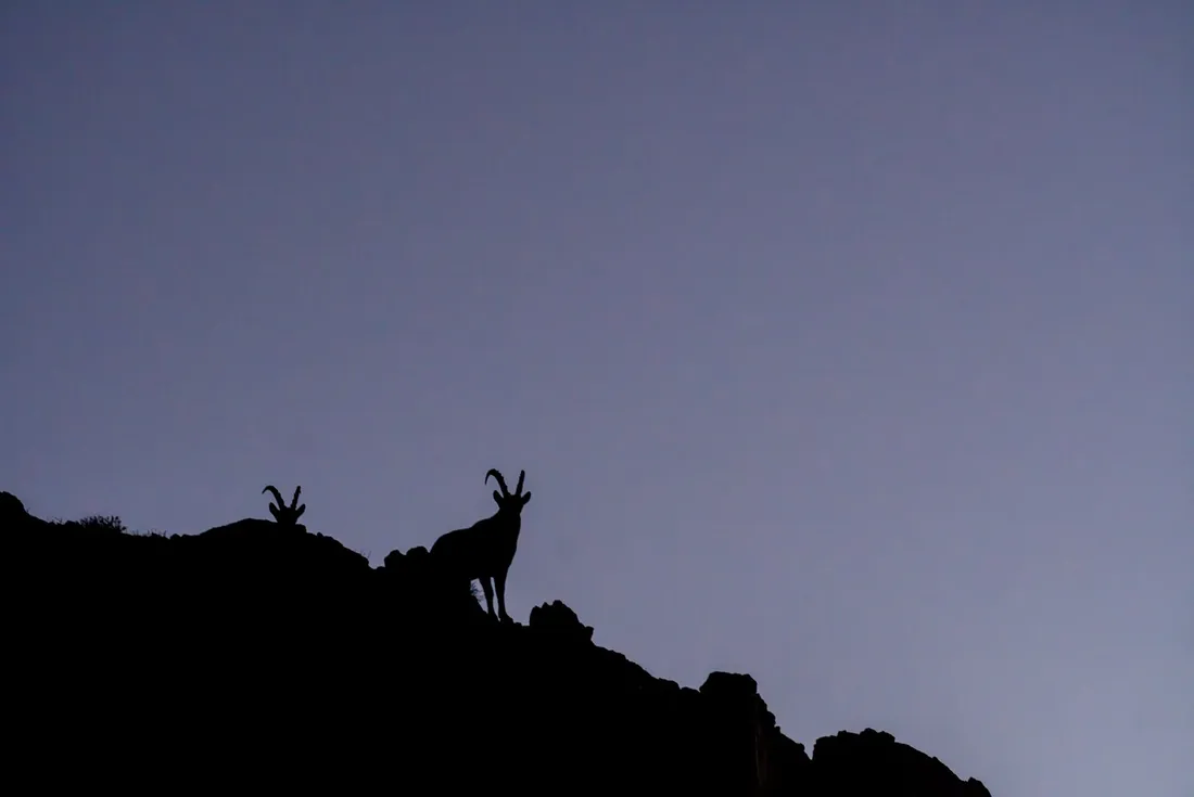 Two Siberian ibex silhouetted on a rocky ridge against a pale sky