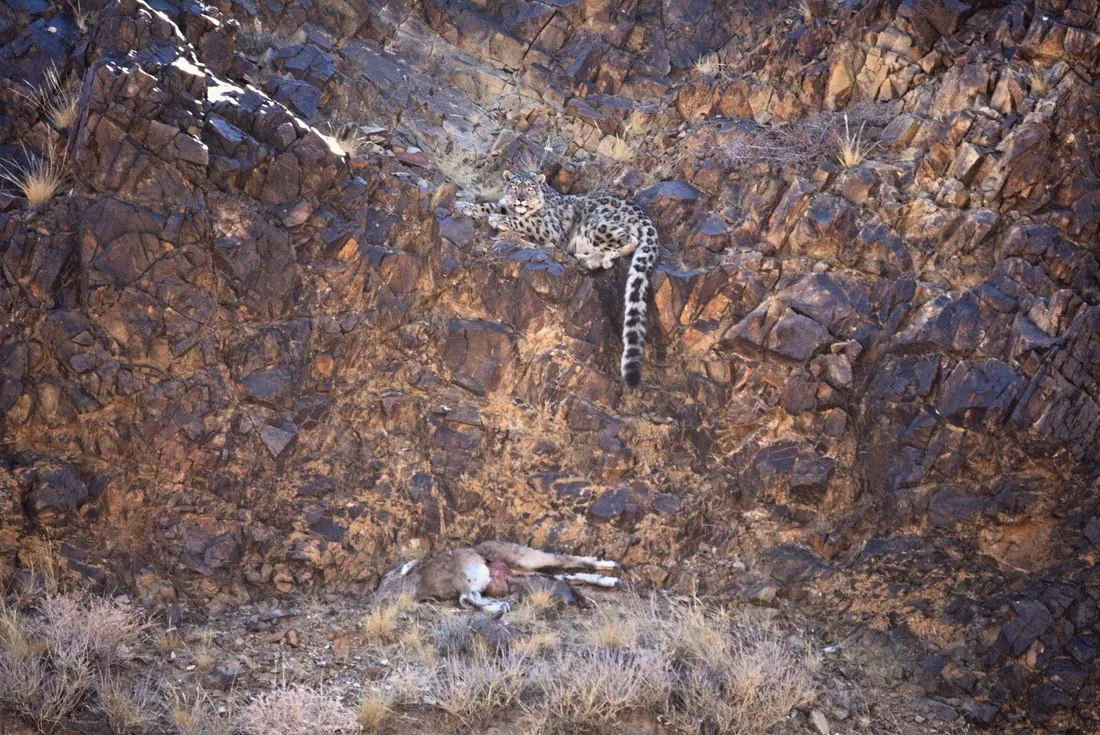 A snow leopard resting on a rock ledge above the carcass of a Siberian ibex