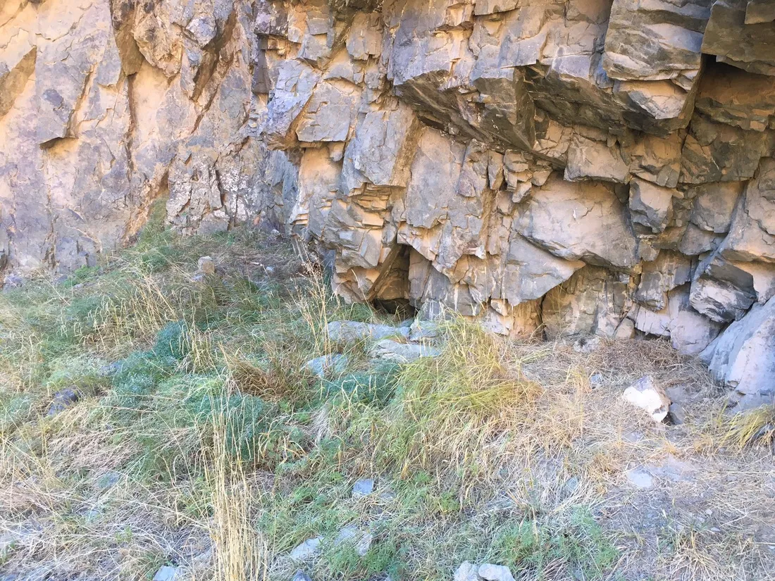 A grassy spot at the foot of a cliff with tracks and bones, where a snow leopard likely rested and fed
