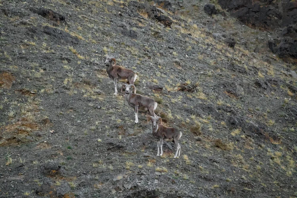 Three argali rams in single file on a steep slope.